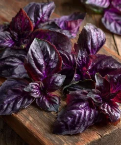 Purple Ruffles Basil Seeds - 150 Heirloom Aromatic Herb Seeds - Image 4