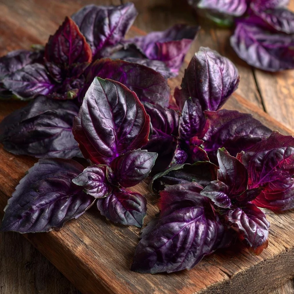 Purple Ruffles Basil Seeds - 150 Heirloom Aromatic Herb Seeds - Image 4