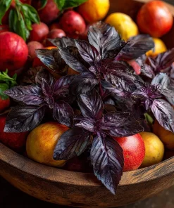 Purple Ruffles Basil Seeds - 150 Heirloom Aromatic Herb Seeds - Image 5