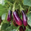 Purple Shine Hybrid Eggplant Seeds – Glossy Deep Purple Fruits – 50 Seeds – Vegetable Seeds - Image 1