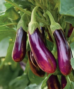 Purple Shine Hybrid Eggplant Seeds – Glossy Deep Purple Fruits – 50 Seeds – Vegetable Seeds - Image 1