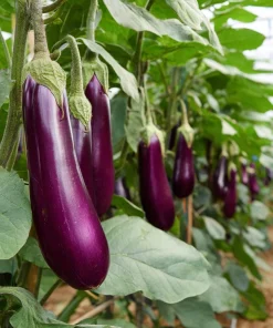Purple Shine Hybrid Eggplant Seeds – Glossy Deep Purple Fruits – 50 Seeds – Vegetable Seeds - Image 2