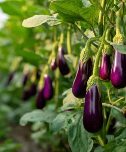 Purple Shine Hybrid Eggplant Seeds – Glossy Deep Purple Fruits – 50 Seeds – Vegetable Seeds - Image 3