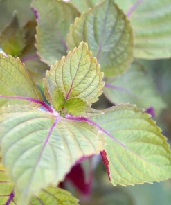 Purple Shiso Seeds - Japanese Perilla Basil Seeds for Planting (Approx. 1400 Seeds) - Image 2