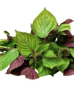 Purple Shiso Seeds - Japanese Perilla Basil Seeds for Planting (Approx. 1400 Seeds) - Image 3