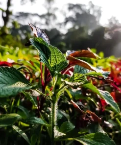 Purple Shiso Seeds - Japanese Perilla Basil Seeds for Planting (Approx. 1400 Seeds) - Image 5