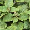 Purple Shiso Seeds - Japanese Perilla Basil Seeds for Planting (Approx. 1400 Seeds) - Image 1