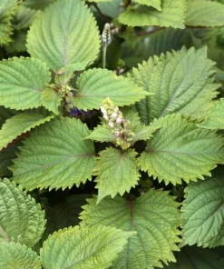 Purple Shiso Seeds - Japanese Perilla Basil Seeds for Planting (Approx. 1400 Seeds) - Image 1