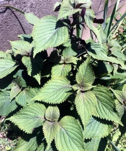 Purple Shiso Seeds - Japanese Perilla Basil Seeds for Planting (Approx. 1400 Seeds) - Image 6