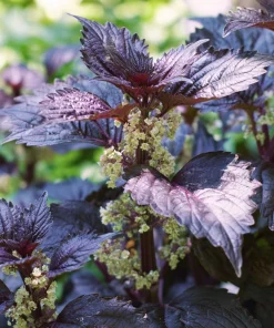 Purple Shiso Seeds – Perilla frutescens – 100 Seeds – Culinary & Ornamental Herb - Image 2