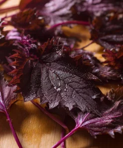 Purple Shiso Seeds – Perilla frutescens – 100 Seeds – Culinary & Ornamental Herb - Image 3