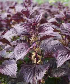 Purple Shiso Seeds – Perilla frutescens – 100 Seeds – Culinary & Ornamental Herb - Image 4