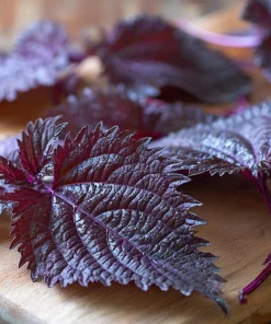 Purple Shiso Seeds – Perilla frutescens – 100 Seeds – Culinary & Ornamental Herb - Image 1