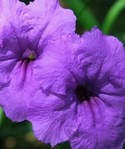 Purple Showers Ruellia Live Plants | Pack of 2 (TWO) | 5-9" Tall | Tall Mexican Petunia - Image 2