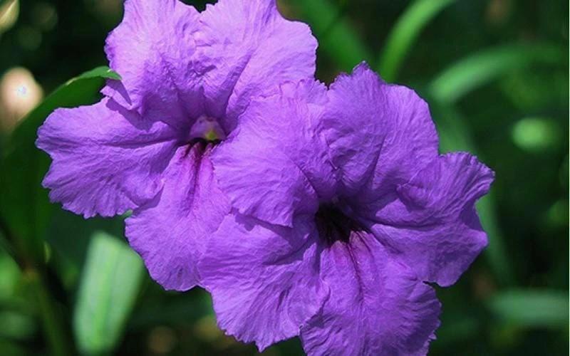 Purple Showers Ruellia Live Plants | Pack of 2 (TWO) | 5-9" Tall | Tall Mexican Petunia - Image 2