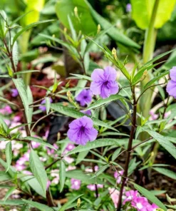 Purple Showers Ruellia Live Plants | Pack of 2 (TWO) | 5-9