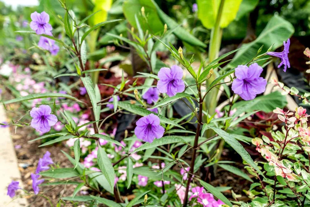 Purple Showers Ruellia Live Plants | Pack of 2 (TWO) | 5-9" Tall | Tall Mexican Petunia - Image 3