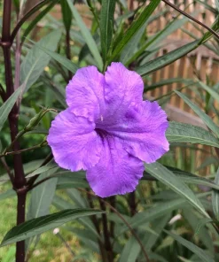 Purple Showers Ruellia Live Plants | Pack of 2 (TWO) | 5-9