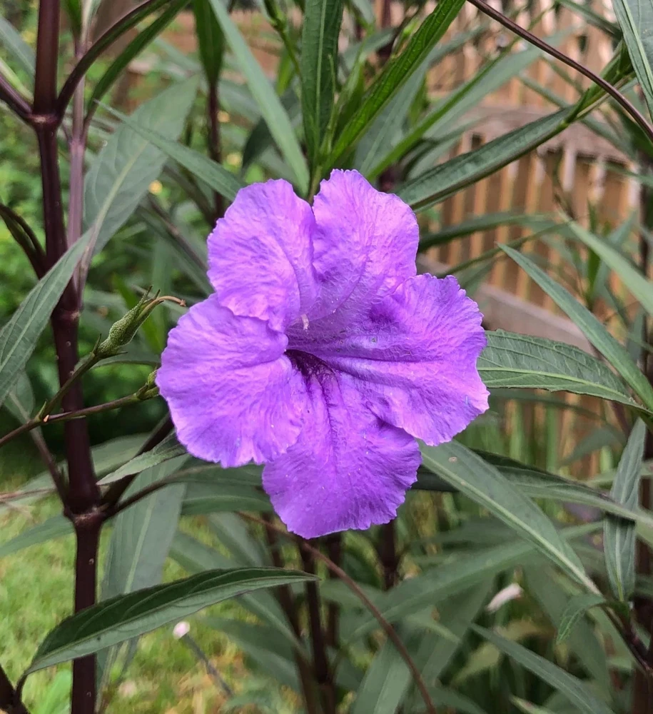 Purple Showers Ruellia Live Plants | Pack of 2 (TWO) | 5-9" Tall | Tall Mexican Petunia - Image 4
