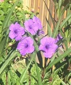 Purple Showers Ruellia Live Plants | Pack of 2 (TWO) | 5-9