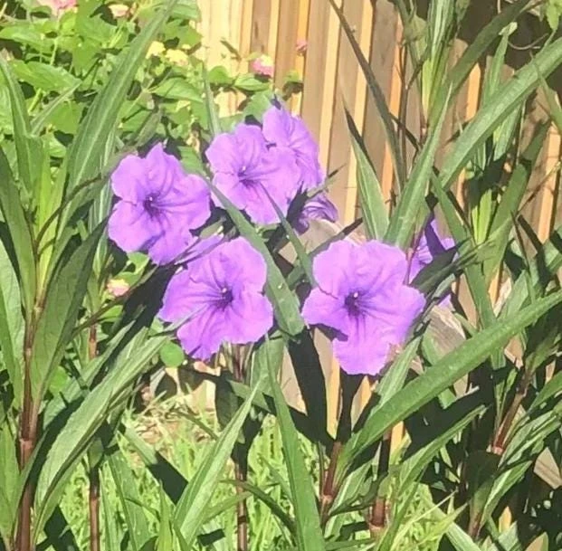 Purple Showers Ruellia Live Plants | Pack of 2 (TWO) | 5-9" Tall | Tall Mexican Petunia - Image 5