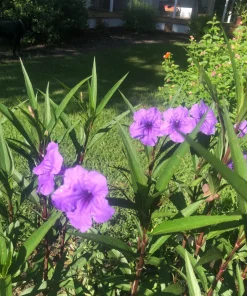 Purple Showers Ruellia Live Plants | Pack of 2 (TWO) | 5-9