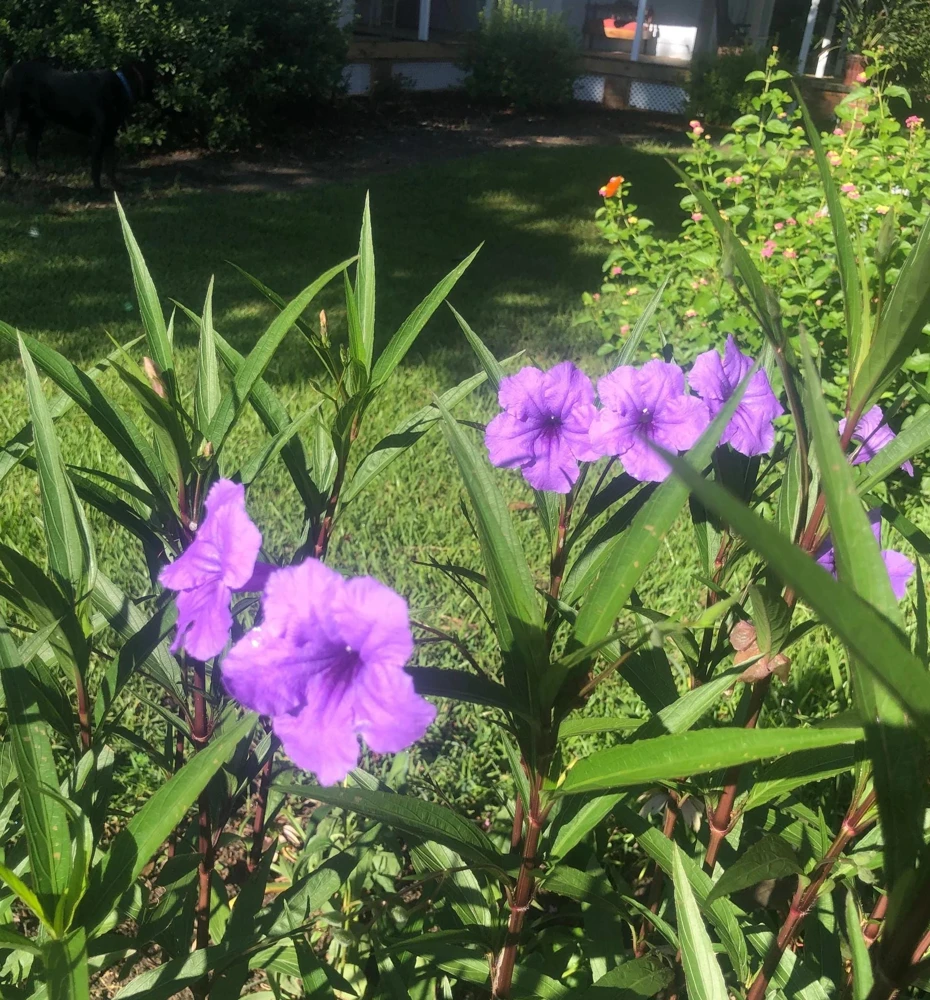 Purple Showers Ruellia Live Plants | Pack of 2 (TWO) | 5-9" Tall | Tall Mexican Petunia - Image 6