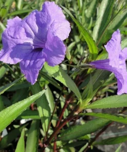 Purple Showers Ruellia Live Plants | Pack of 2 (TWO) | 5-9