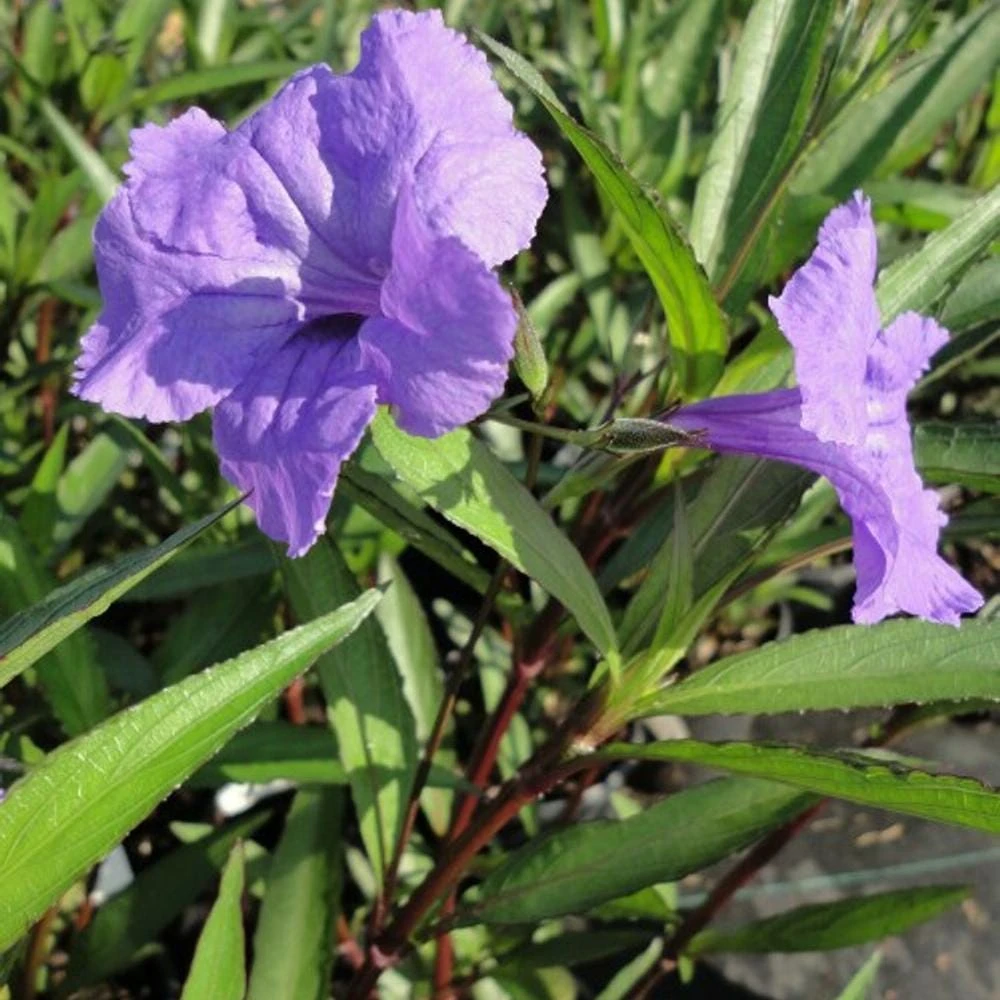 Purple Showers Ruellia Live Plants | Pack of 2 (TWO) | 5-9" Tall | Tall Mexican Petunia - Image 7