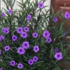 Purple Showers Ruellia Live Plants | Pack of 2 (TWO) | 5-9" Tall | Tall Mexican Petunia - Image 1