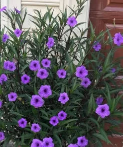 Purple Showers Ruellia Live Plants | Pack of 2 (TWO) | 5-9" Tall | Tall Mexican Petunia - Image 1