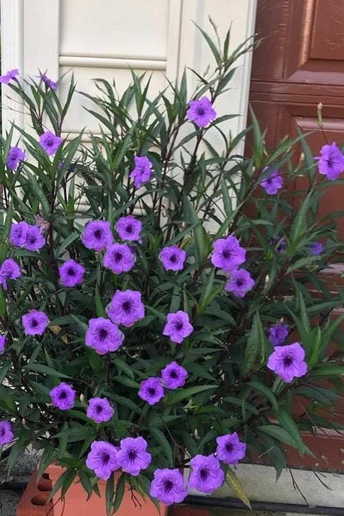 Purple Showers Ruellia Live Plants | Pack of 2 (TWO) | 5-9" Tall | Tall Mexican Petunia - Image 1