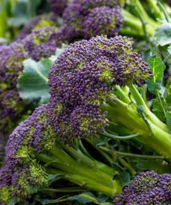 Purple Sprouting Broccoli Seeds – Heirloom Winter Vegetable, 150 Seeds - Image 2
