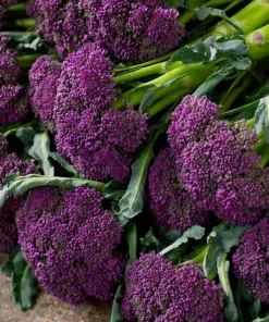 Purple Sprouting Broccoli Seeds – Heirloom Winter Vegetable, 150 Seeds - Image 3