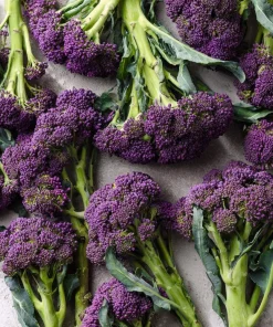 Purple Sprouting Broccoli Seeds – Heirloom Winter Vegetable, 150 Seeds - Image 4