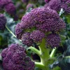 Purple Sprouting Broccoli Seeds – Heirloom Winter Vegetable, 150 Seeds - Image 1