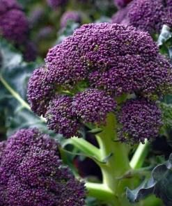 Purple Sprouting Broccoli Seeds – Heirloom Winter Vegetable, 150 Seeds - Image 1