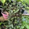 Purple Waffle Plant Live - Hemigraphis alternata Exotica Houseplant - Image 1