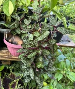 Purple Waffle Plant Live - Hemigraphis alternata Exotica Houseplant - Image 1