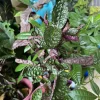Purple Waffle Plant Live Plant - Unique Foliage Houseplant - Image 1