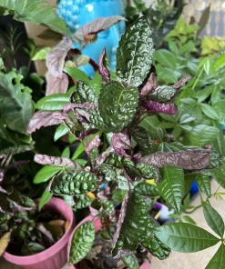 Purple Waffle Plant Live Plant - Unique Foliage Houseplant - Image 1