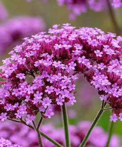 Purpletop Vervain Seeds – Verbena bonariensis – 200 Seeds – Lavender-Purple Blooms - Image 1