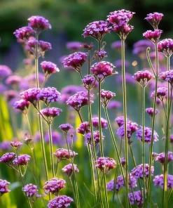 Purpletop Vervain Seeds – Verbena bonariensis – 200 Seeds – Lavender-Purple Blooms - Image 2