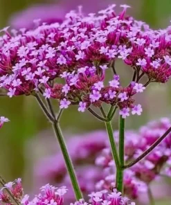 Purpletop Vervain Seeds – Verbena bonariensis – 200 Seeds – Lavender-Purple Blooms - Image 3