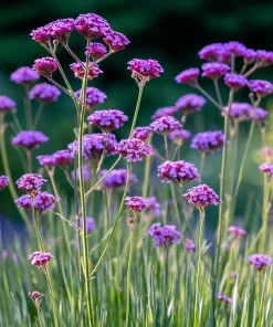 Purpletop Vervain Seeds – Verbena bonariensis – 200 Seeds – Lavender-Purple Blooms - Image 5