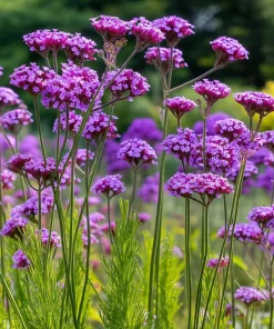 Purpletop Vervain Seeds – Verbena bonariensis – 200 Seeds – Lavender-Purple Blooms - Image 6
