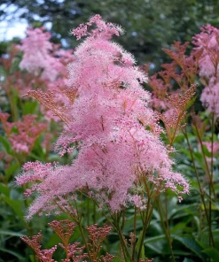 Queen of the Prairie Seeds – 25 Count Filipendula rubra – Fragrant Pink Blooms, Pollinator Friendly, Outdoor - Image 2