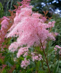 Queen of the Prairie Seeds – 25 Count Filipendula rubra – Fragrant Pink Blooms, Pollinator Friendly, Outdoor - Image 3