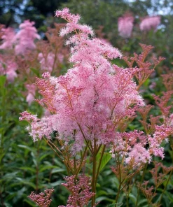 Queen of the Prairie Seeds – 25 Count Filipendula rubra – Fragrant Pink Blooms, Pollinator Friendly, Outdoor - Image 4