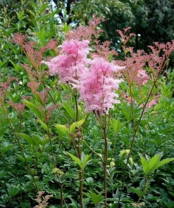 Queen of the Prairie Seeds – 25 Count Filipendula rubra – Fragrant Pink Blooms, Pollinator Friendly, Outdoor - Image 5
